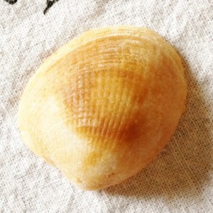 Glass Shell